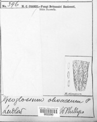 Microglossum olivaceum image